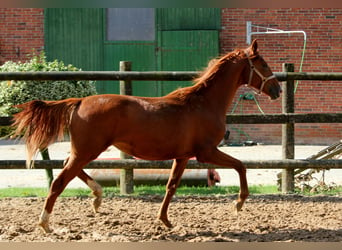 Rheinländer, Stute, 1 Jahr, 16,3 hh, Fuchs