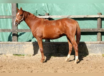 Rheinländer, Stute, 1 Jahr, 16,3 hh, Fuchs