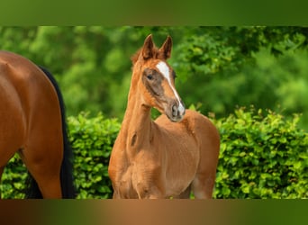 Rhinelander, Mare, 1 year, 16 hh, Chestnut-Red