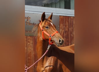 Rhinelander, Mare, 1 year