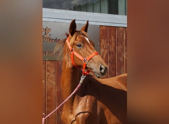 Rhinelander, Mare, 1 year