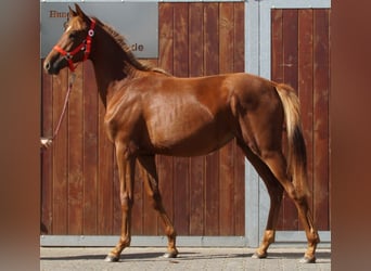 Rhinelander, Mare, 1 year