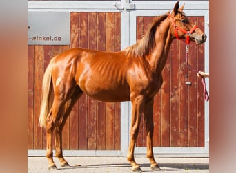 Rhinelander, Mare, 1 year