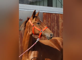 Rhinelander, Mare, 1 year
