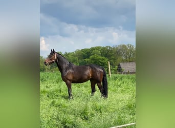 Rhinelander, Mare, 20 years, 15,2 hh, Bay-Dark