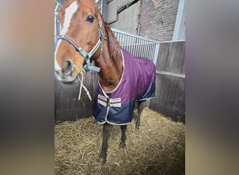 Rhinelander, Mare, 20 years, 16 hh, Brown