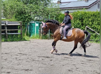 Rhinelander, Mare, 20 years, 16 hh, Brown