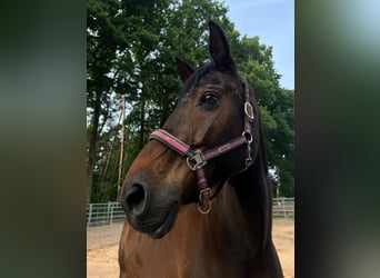 Rhinelander, Mare, 21 years, 17 hh, Brown
