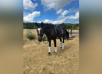 Rhinelander, Mare, 22 years, 16 hh, Brown