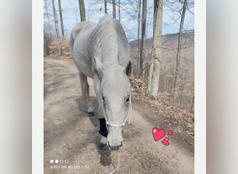 Rhinelander, Mare, 23 years, 16,1 hh, Grey