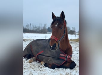 Rhinelander, Mare, 24 years, 16.2 hh, Brown