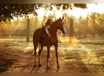 Rhinelander, Mare, 25 years, 16,1 hh, Chestnut-Red