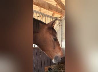 Rhinelander, Mare, 26 years, 16.2 hh, Bay-Dark