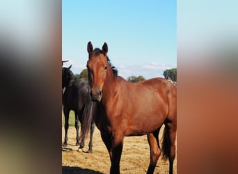 Rhinelander, Mare, 2 years, 15,2 hh, Brown