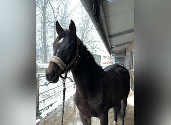 Rhinelander, Mare, 2 years, 16,2 hh, Brown