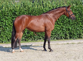 Rhinelander, Mare, 3 years, 16,2 hh, Brown