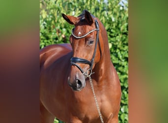 Rhinelander, Mare, 3 years, 16,2 hh, Brown