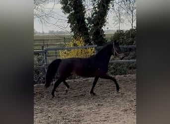 Rhinelander, Mare, 3 years, 16 hh, Bay-Dark