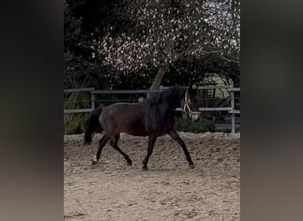 Rhinelander, Mare, 3 years, 16 hh, Bay-Dark