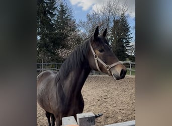 Rhinelander, Mare, 3 years, 16 hh, Bay-Dark