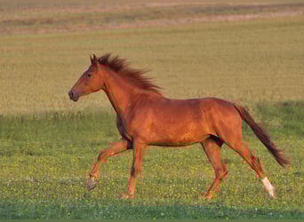 Rhinelander, Mare, 3 years, 16 hh, Chestnut-Red
