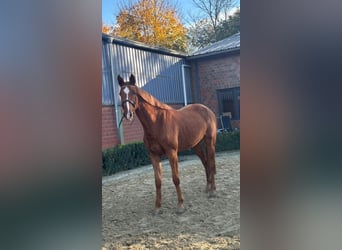Rhinelander, Mare, 3 years, 16,1 hh, Chestnut-Red