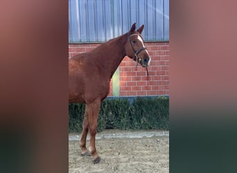 Rhinelander, Mare, 3 years, 16,1 hh, Chestnut-Red