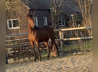 Rhinelander, Mare, 4 years, 15.2 hh, Brown