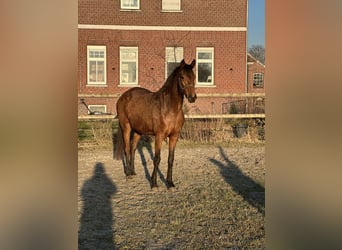Rhinelander, Mare, 4 years, 15.2 hh, Brown
