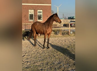 Rhinelander, Mare, 4 years, 15.2 hh, Brown