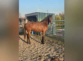 Rhinelander, Mare, 4 years, 15,2 hh, Brown