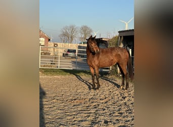 Rhinelander, Mare, 4 years, 15,2 hh, Brown