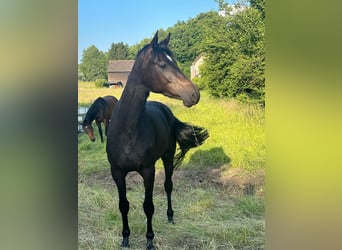 Rhinelander, Mare, 4 years, 15,3 hh, Bay-Dark