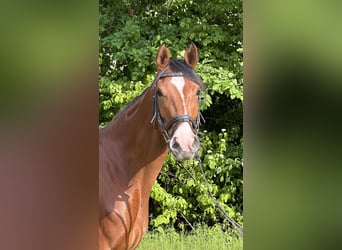 Rhinelander, Mare, 4 years, 15,3 hh, Brown