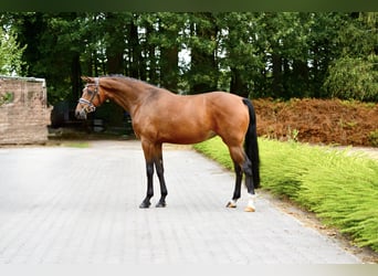 Rhinelander, Mare, 4 years, 16.1 hh, Brown