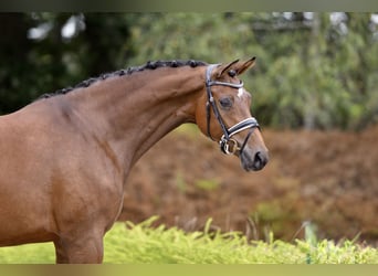 Rhinelander, Mare, 4 years, 16.1 hh, Brown