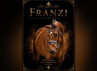 Rhinelander, Mare, 4 years, 16.1 hh, Brown