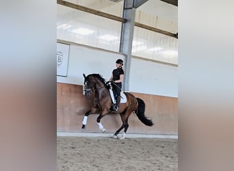 Rhinelander, Mare, 4 years, 16.2 hh, Bay-Dark