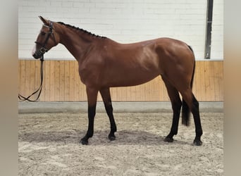 Rheinländer, Stute, 4 Jahre, 16,2 hh, Brauner