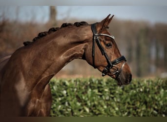 Rhinelander, Mare, 4 years, 16.2 hh, Chestnut