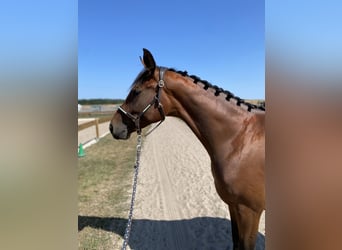 Rhinelander, Mare, 4 years, 16 hh, Brown