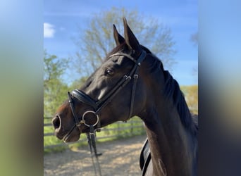 Rhinelander, Mare, 4 years, 16 hh, Smoky-Black