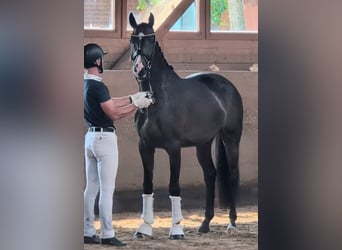 Rhinelander, Mare, 4 years, 16,1 hh, Bay-Dark