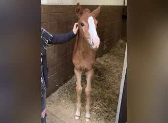 Rhinelander, Mare, 4 years, 16,1 hh, Chestnut-Red