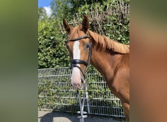 Rhinelander, Mare, 4 years, 16,1 hh, Chestnut-Red