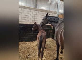 Rhinelander, Mare, 4 years, 16,3 hh, Black
