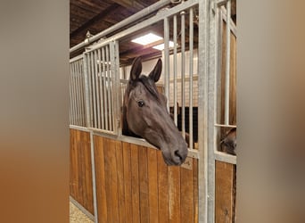 Rhinelander, Mare, 4 years, 16,3 hh, Black