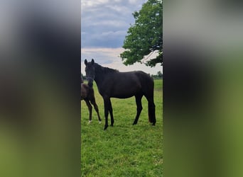 Rhinelander, Mare, 4 years, 16,3 hh, Black