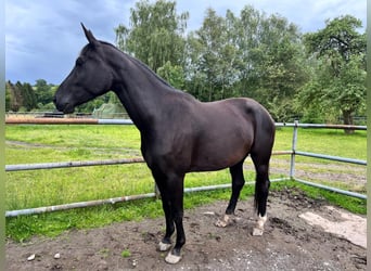 Rhinelander, Mare, 4 years, 17.2 hh, Bay-Dark