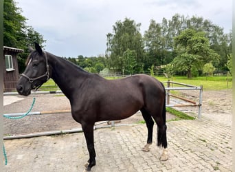 Rhinelander, Mare, 4 years, 17.2 hh, Bay-Dark